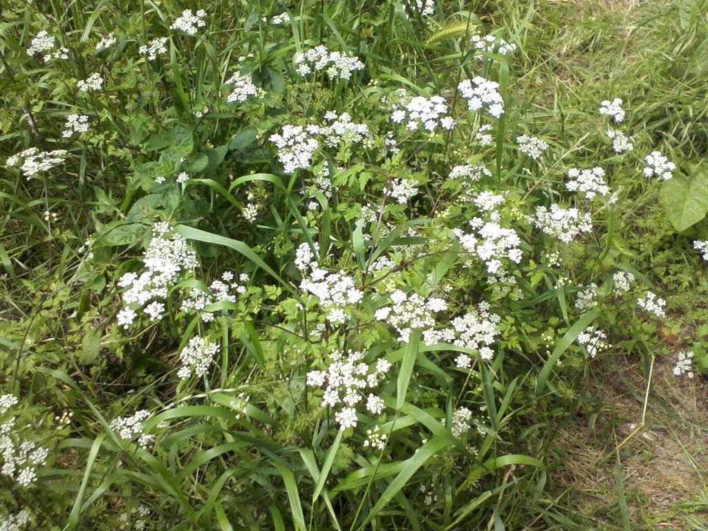 CICUTA????